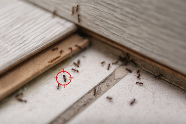 Best Bed Bug Extermination  in Taylorvle, IL