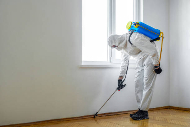 Best Flea Control Services  in Taylorvle, IL