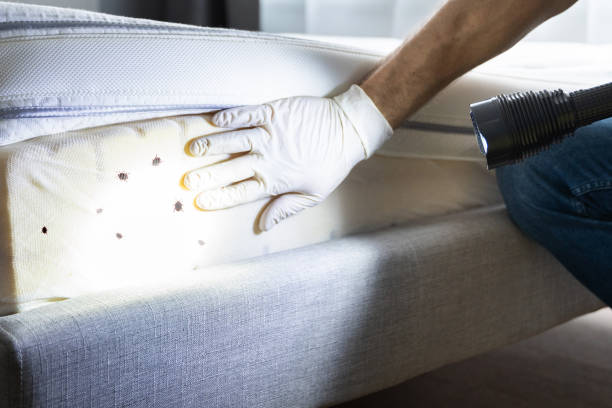 Best Affordable Pest Control Services  in Taylorvle, IL