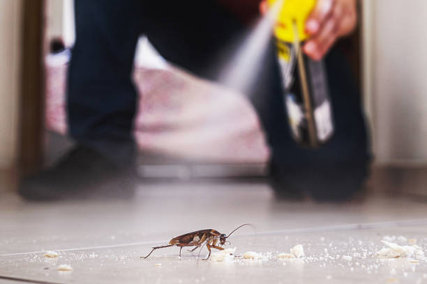 Best Best Pest Control Near Me  in Taylorvle, IL